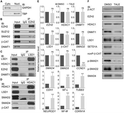 EZH2 Regulates Protein Stability via Recruiting USP7 to Mediate Neuronal Gene Expression in Cancer Cells